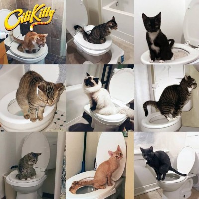 Тренировъчна котешка тоалетна Citi Kitty